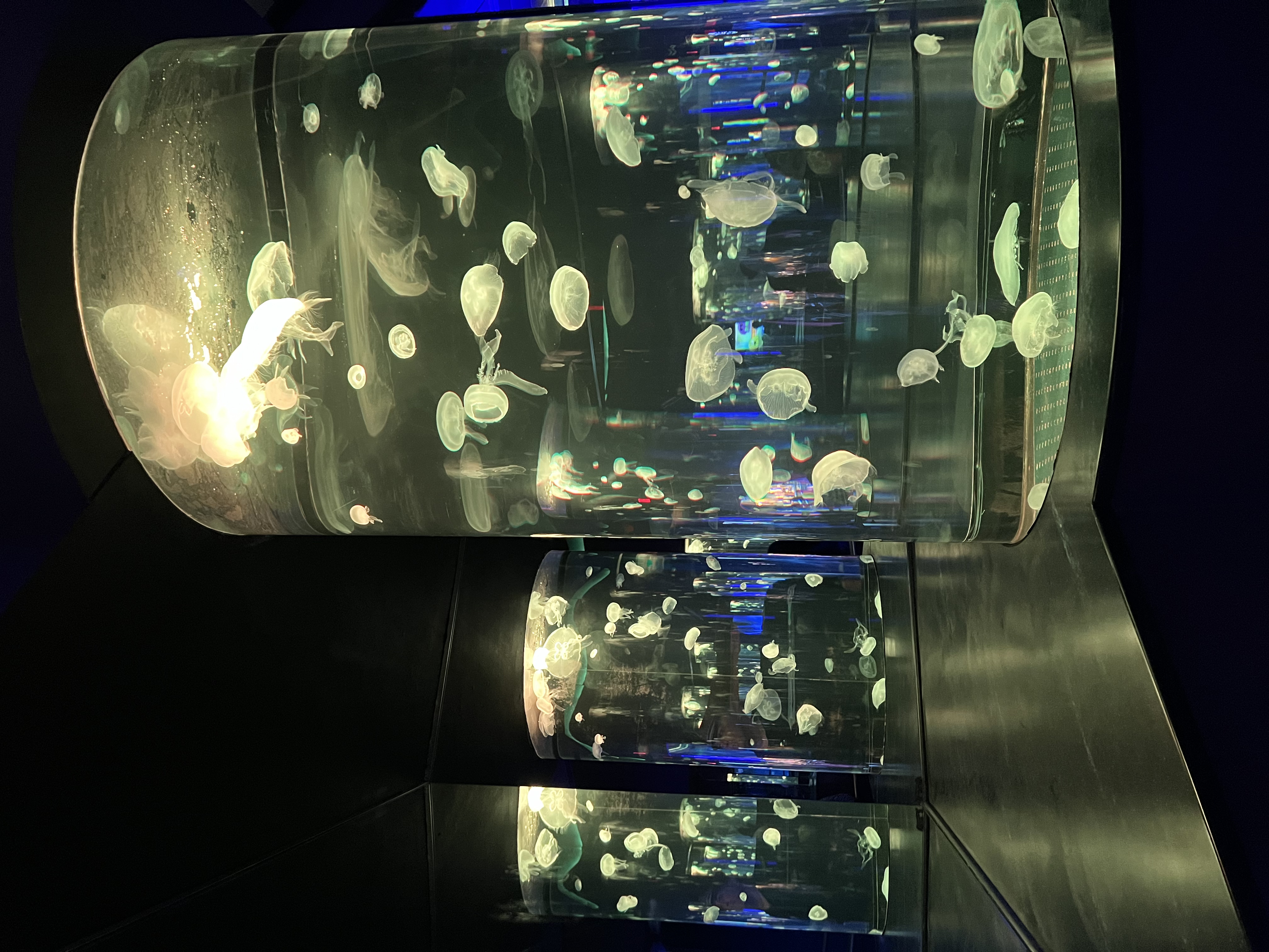 ./2024/10 - Myrtle Beach/IMG_3169.jpg